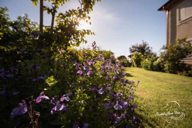 Garden Photo Alessandra Mango